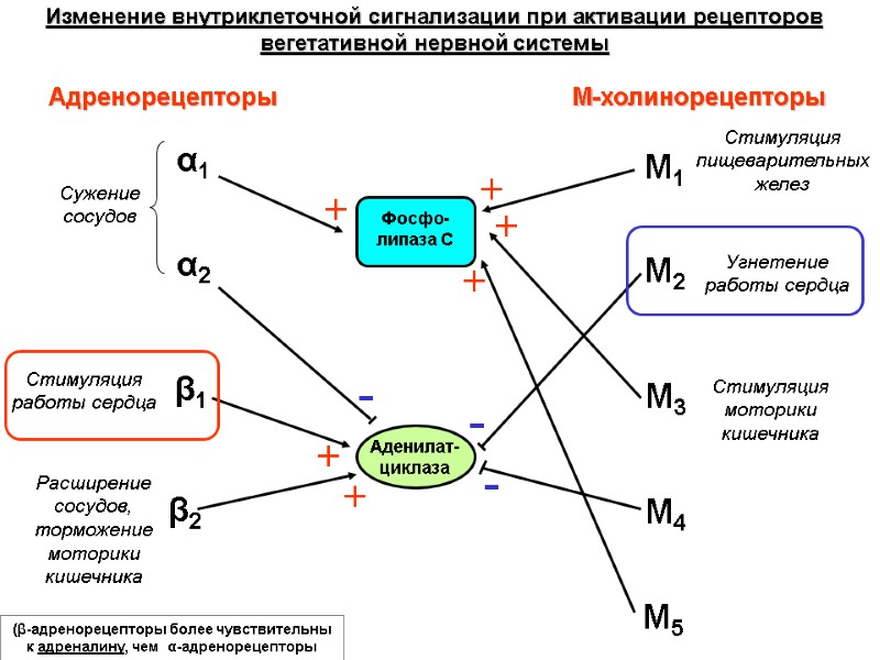 Адренорецепторы М-холинорецепторы α1 α2 β1 β2 М1 М2 М3 М4 М5 Аденилат-циклаза Фосфо-липаза С